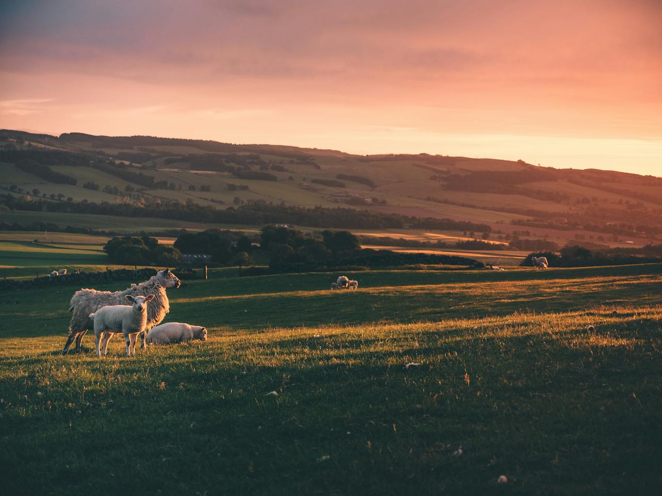 A picturesque rural landscape featuring sheep grazing in a sunlit pasture at sunset.
