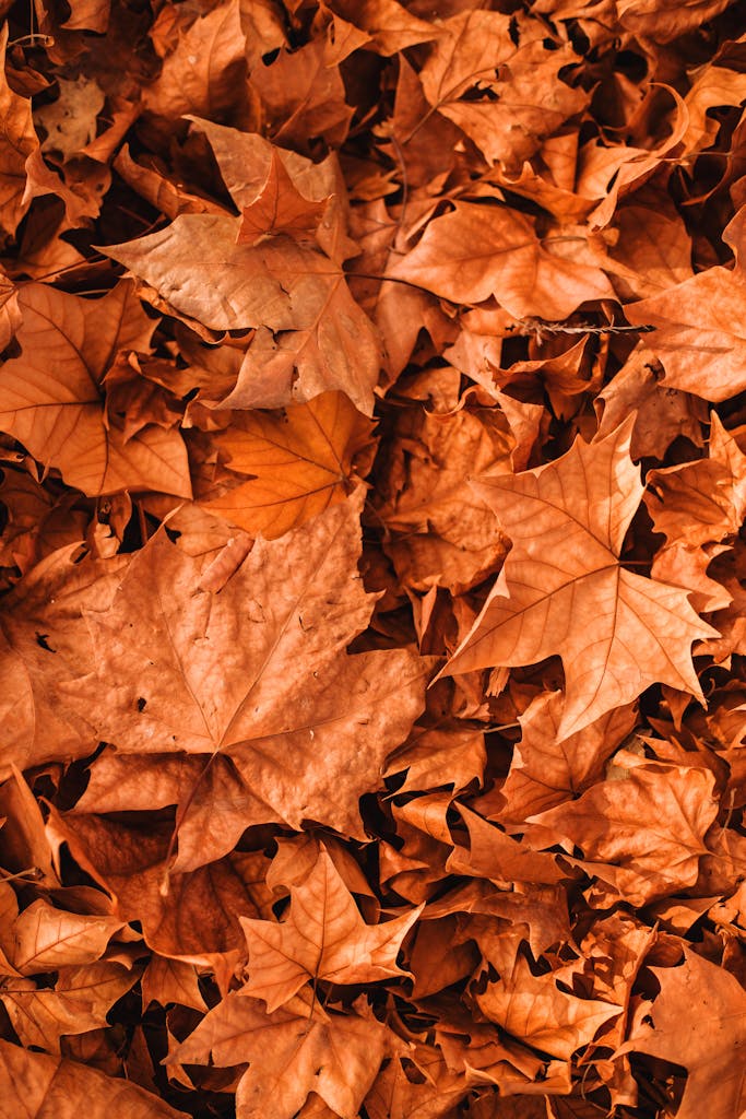 Top view of vibrant, scattered autumn maple leaves creating a textured fall background.